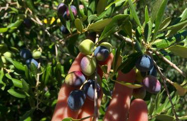 Lulani Hideaway - Foto 22