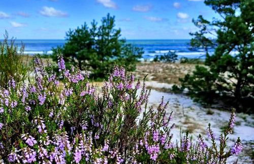 Białogórskie wrzosowisko - Foto 3