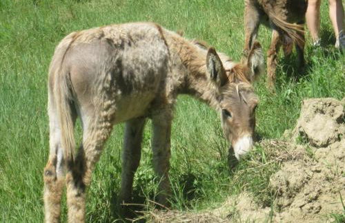 Agriturismo le Spighe - Fattoria Bertaccini - Foto 103