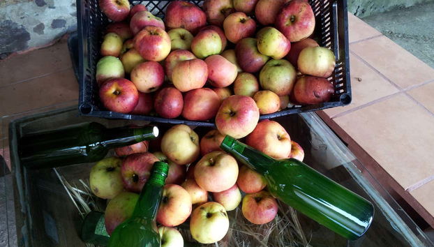 Visita al llagar de sidra del Mirador de Miranda - Foto 3, La materia prima para elaborar la sidra