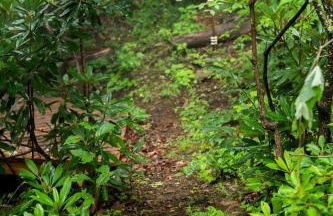 Stunning Pet-Friendly Treehouse for Relaxing Glamping Retreats in North Carolina - Foto 40