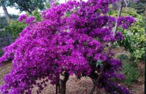 Apartments Medici - Photo 26