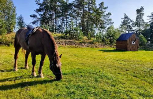 Górskie kaszuby ,Gołubie ,Domek w sielskim klimacie ,niedaleko stoku Koszałkowo na Kaszubach-do 10 osob,sauna ,balia,kominek,opcja kuligu - Foto 11