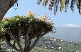 Holiday Feel - La Orotava - Foto 6