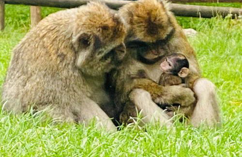 Chic 2 Bed Near Alton Towers, Polar Bears, Peak District - Foto 25