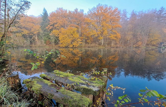 A l Ombre des Tilleuls - Foto 11