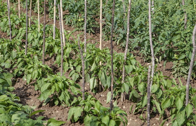 Countryside Getaway near River & Sea - Foto 27