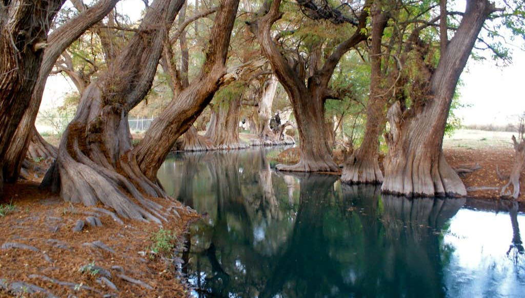 Árboles de agua del lago de Camécuaro