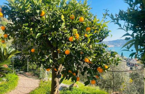 Sea South front property1/2acre.Gardens pool hydro - Foto 49