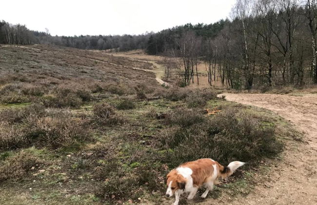 Home in the Dancing Forest - Foto 35