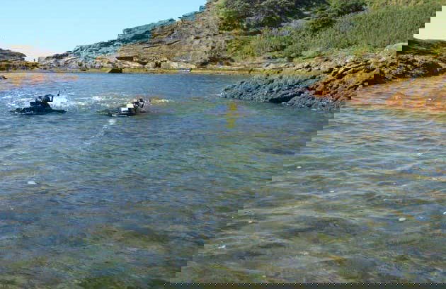 Snorkeling à São Miguel - Photo 6