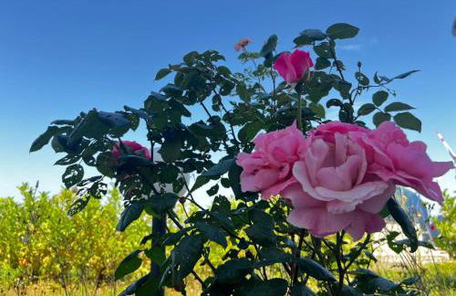 Agriturismo Molle - Foto 8