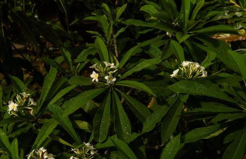 a casinha - Photo 11