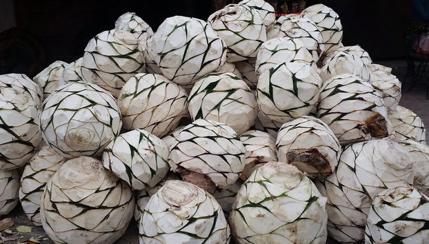 Hierve el Agua et Teotitlán del Valle - Photo 5