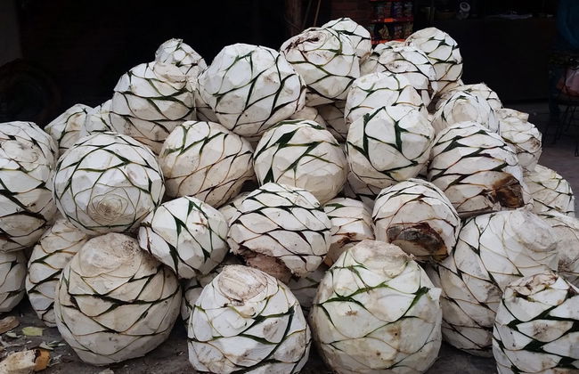 Hierve el Agua et Teotitlán del Valle - Photo 5