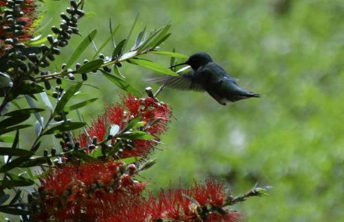 Rustic Cabin Rental Located in St. Marks Wildlife Refuge, Florida - Foto 21