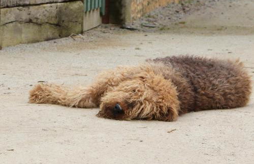 Maison restaurée dans élevage de chevaux, WIFI, Animaux admis - FR-1-497-239 - Foto 18