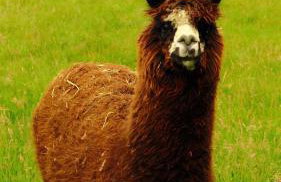 Smocze Ranczo 2 - Foto 73