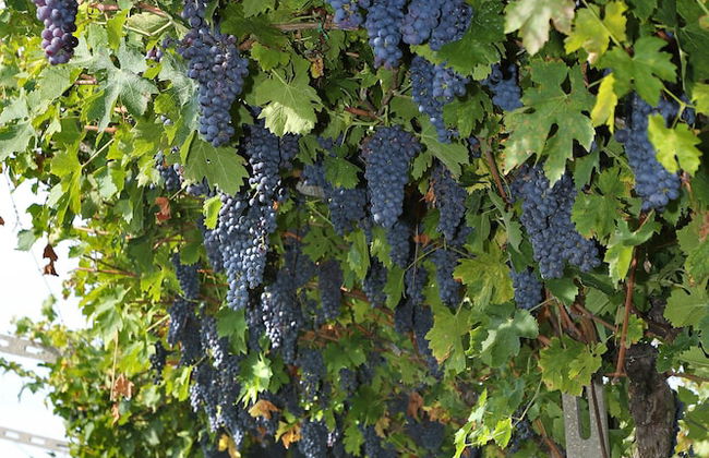 Agriturismo La Rocca - Foto 73