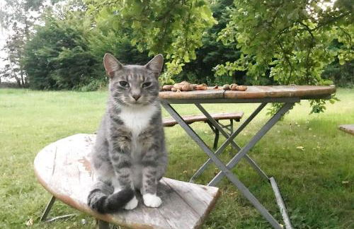 F-1081 Ferienwohnung Pfarrhof in Garz - Foto 7