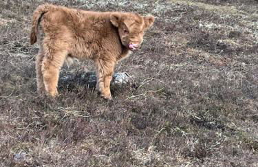 Pentland view croft with a sea view - Foto 27
