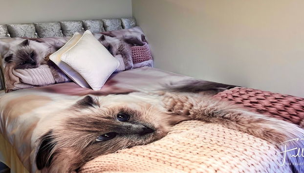 Luxurious and Cozy Apartment - Foto 2, Habitación