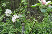 Forest Inn, retreat in nature - Foto 22