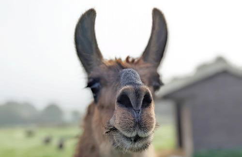 The Quail Cabin - Foto 24