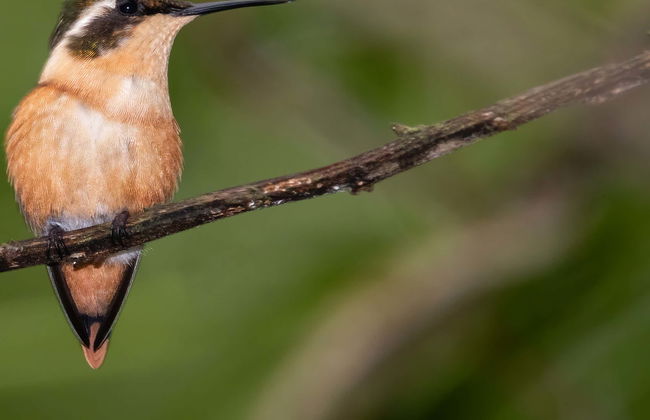Ayampe River Birdwatching Tour - Photo 1