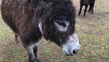 Le Hameau du Peu - Photo 5