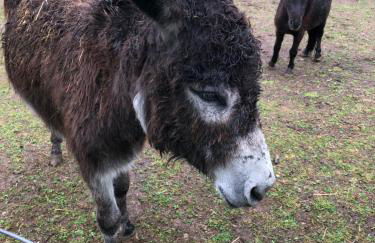 Le Hameau du Peu - Foto 5