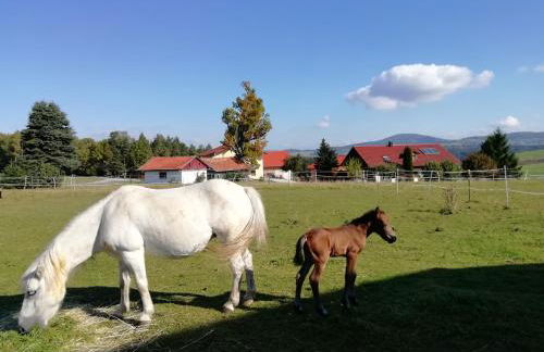 Ponyhof Adam Urlaub auf dem Bauernhof - Foto 45