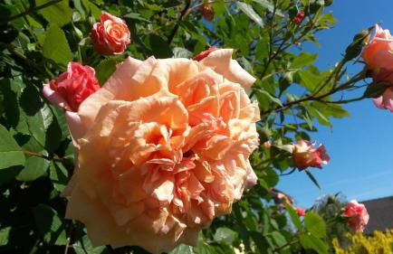 ****Fewo "Alltag...ADE'" - Foto 20