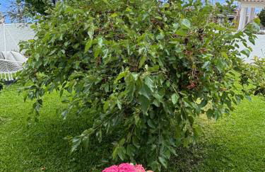 The Blue Cottage - Foto 67