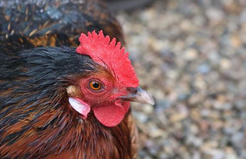 The Nail Shed - Foto 40