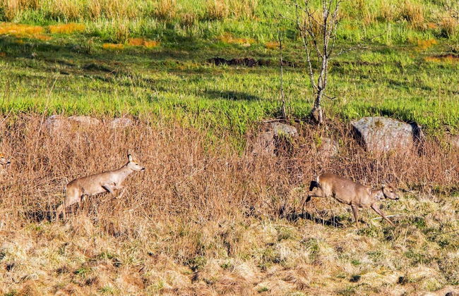 7 Person Holiday Home in Lyngdal - Foto 22