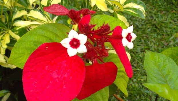 Mauritius Island Private Tea Tour - Foto 5