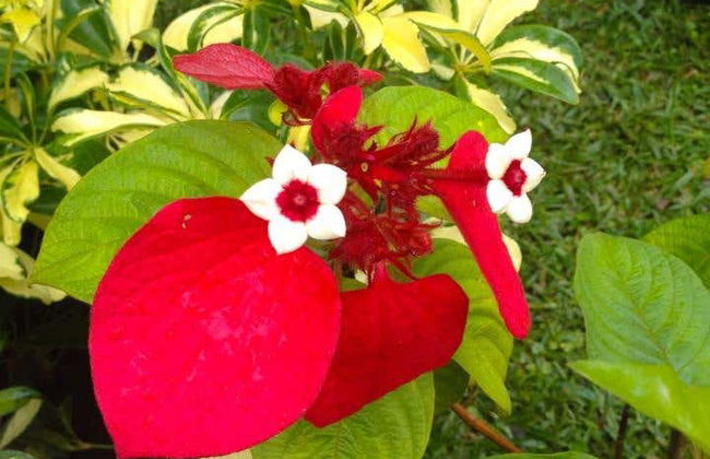 Mauritius Island Private Tea Tour - Foto 5