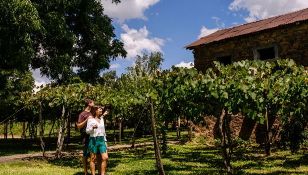 Contemplando i vigneti della zona