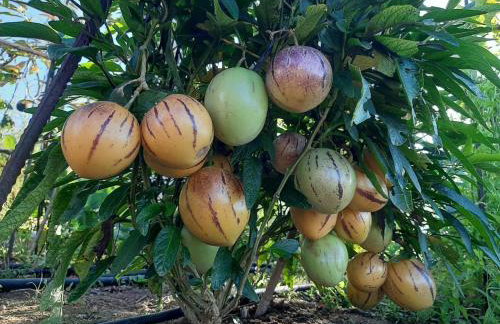 Finca de Luna - Foto 49