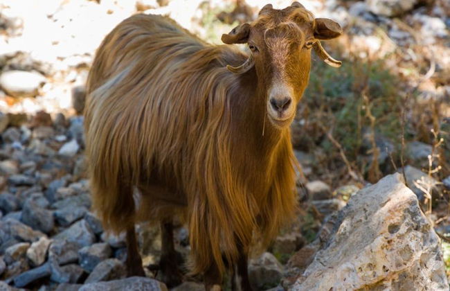 Garganta de Imbros - Tour de Dia Inteiro - Foto 14