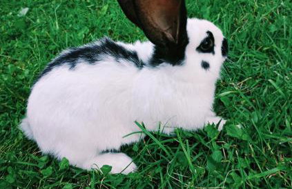 Agroturystyka u Chlebków - Photo 3