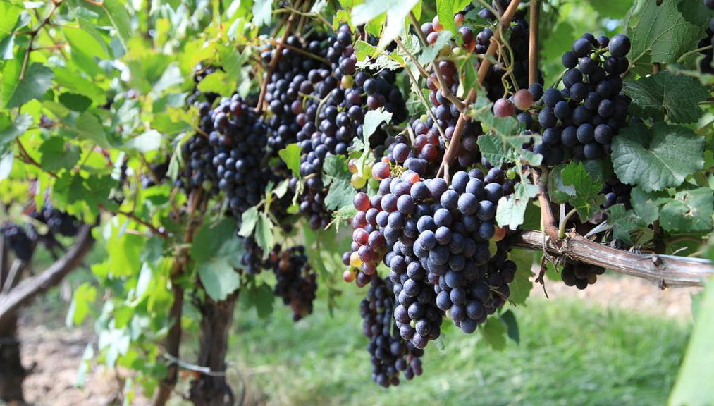 Ruta del Prosecco con cata de vinos - Excursión privada de día completo - Foto 1