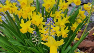 Gite le petit vosgien - Photo 4, Garden