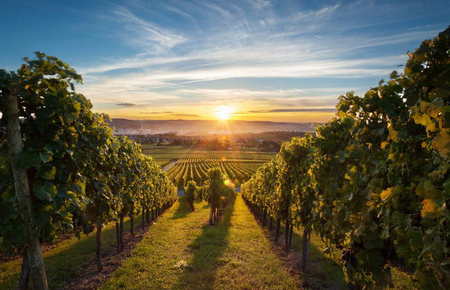 Escursione privata a Temecula - Foto 2