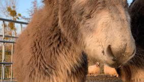 Jolie Tiny House sous les Grands Arbres - Photo 3