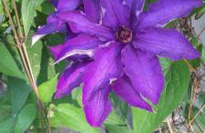 Lawendowy Domek nad jeziorem Szteklin - Foto 24