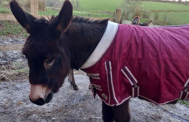 Inviting 2-bed Cottage in Newcastle Emlyn - Foto 10