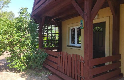 Biały Dzik Uszyszek - Foto 12