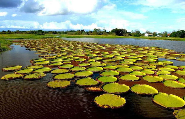 Tour por el canal do Jari - Foto 3